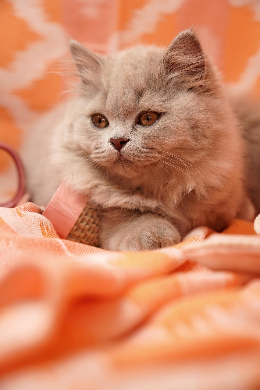 幼猫动物猫咪