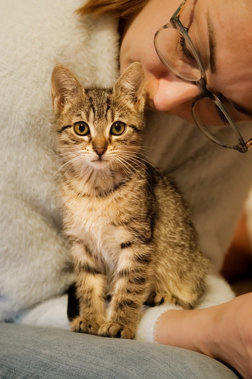 幼猫动物猫咪